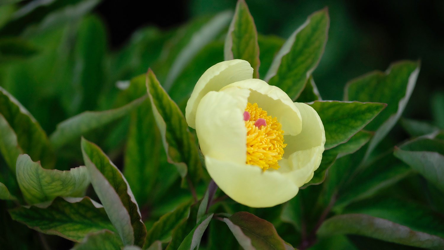 _DSF-P.-MLOKOSEWITSCHII1296