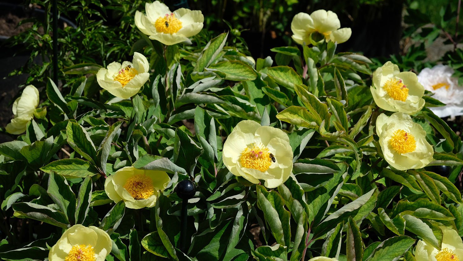 _DSF-P.-MLOKOSEWITSCHII1390