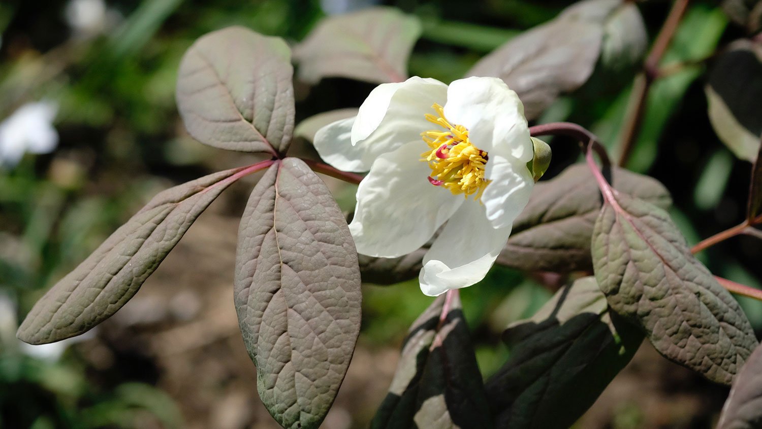 _DSF-P.-OBOVATA-SSP.-WILLMOTIAE1197