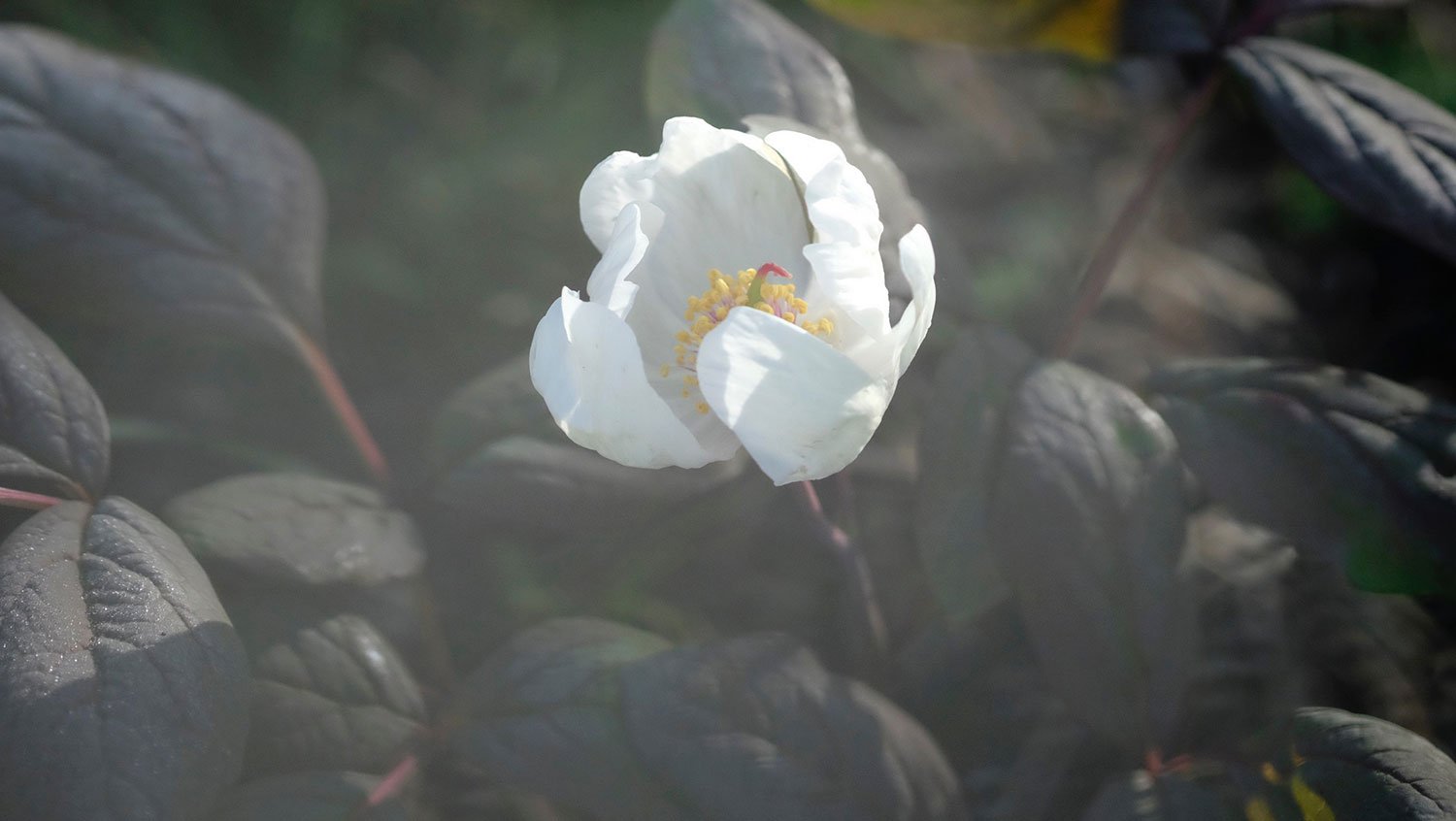 _DSF-P.-OBOVATA-SSP.-WILLMOTIAE1242