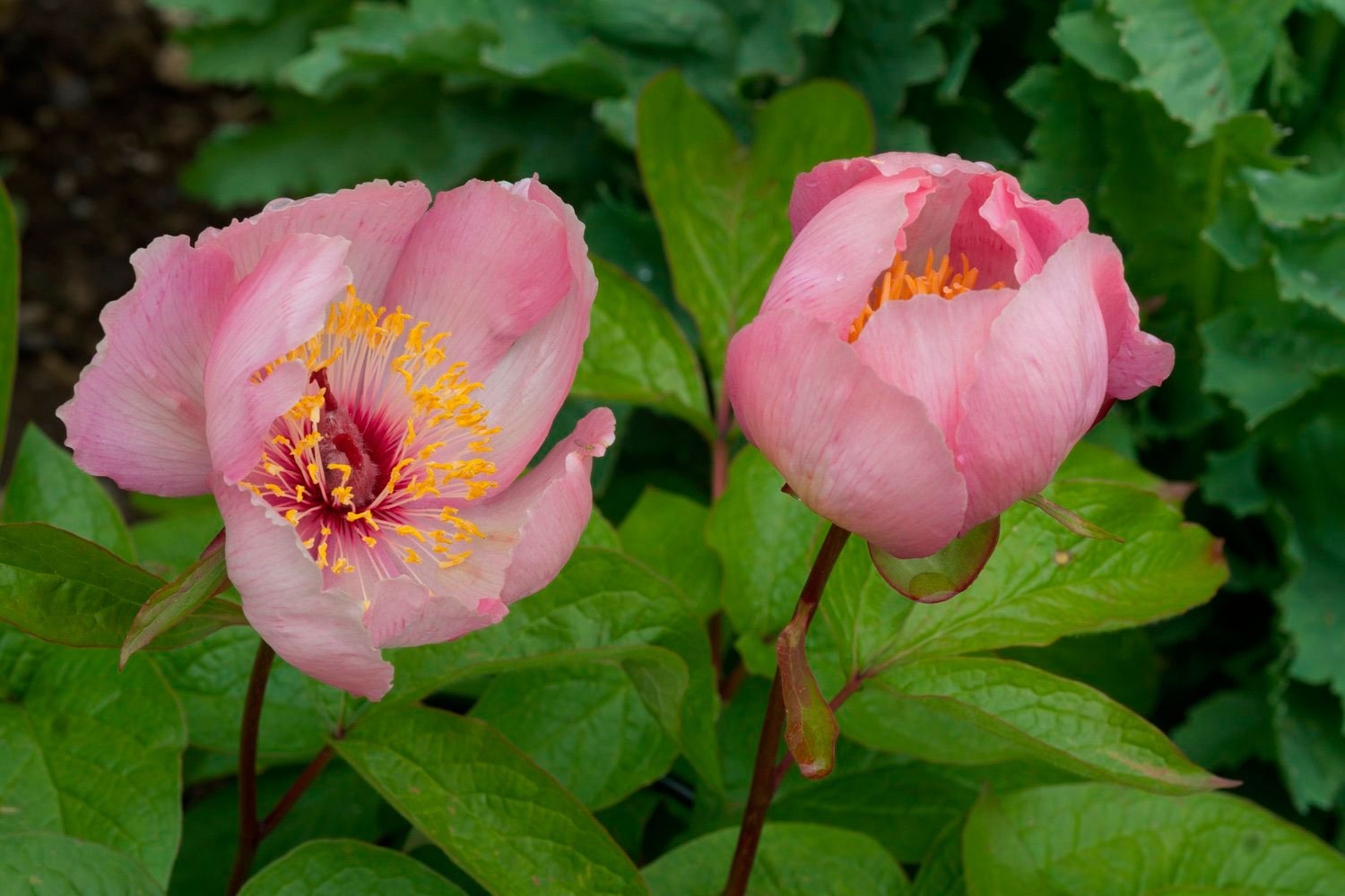 _DSF-P.-OBOVATA,-WITTMANIANA