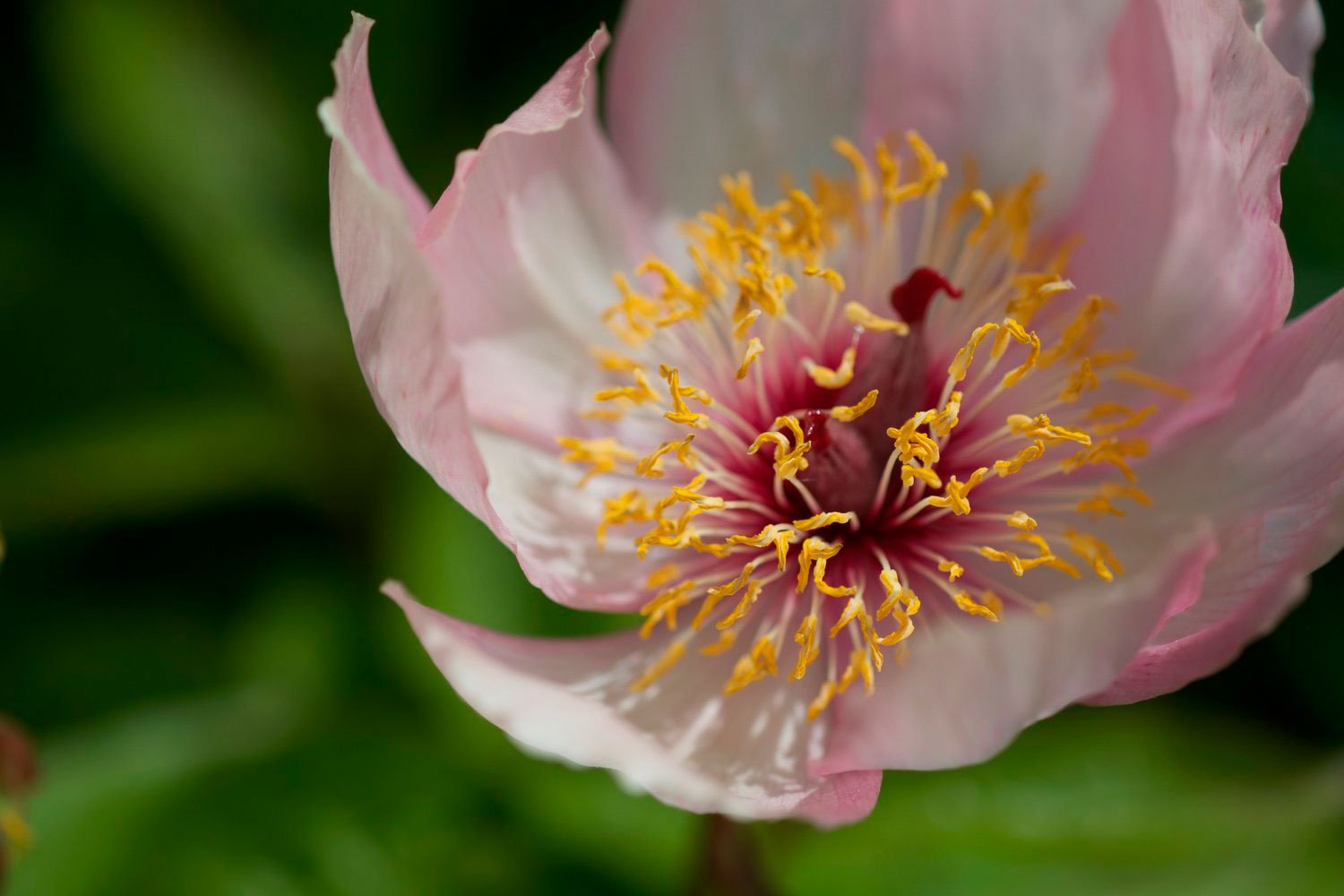 _DSF-P.-OBOVATA+WITTMANIANA