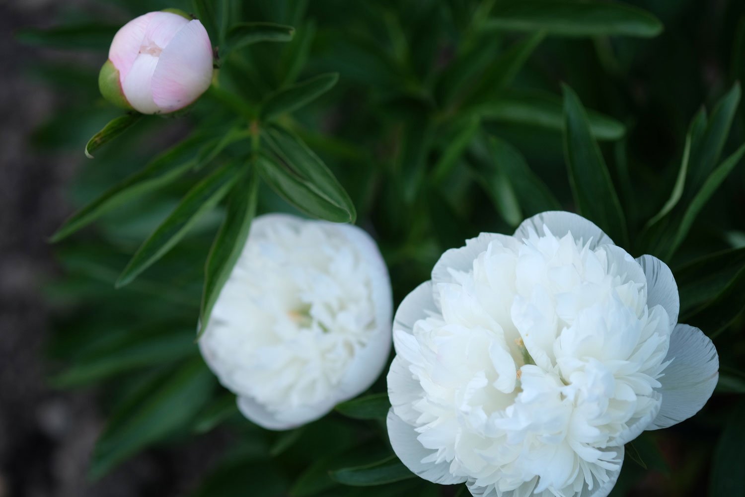 _DSF-P.-OFFICINALIS,-ALBA-PLENA