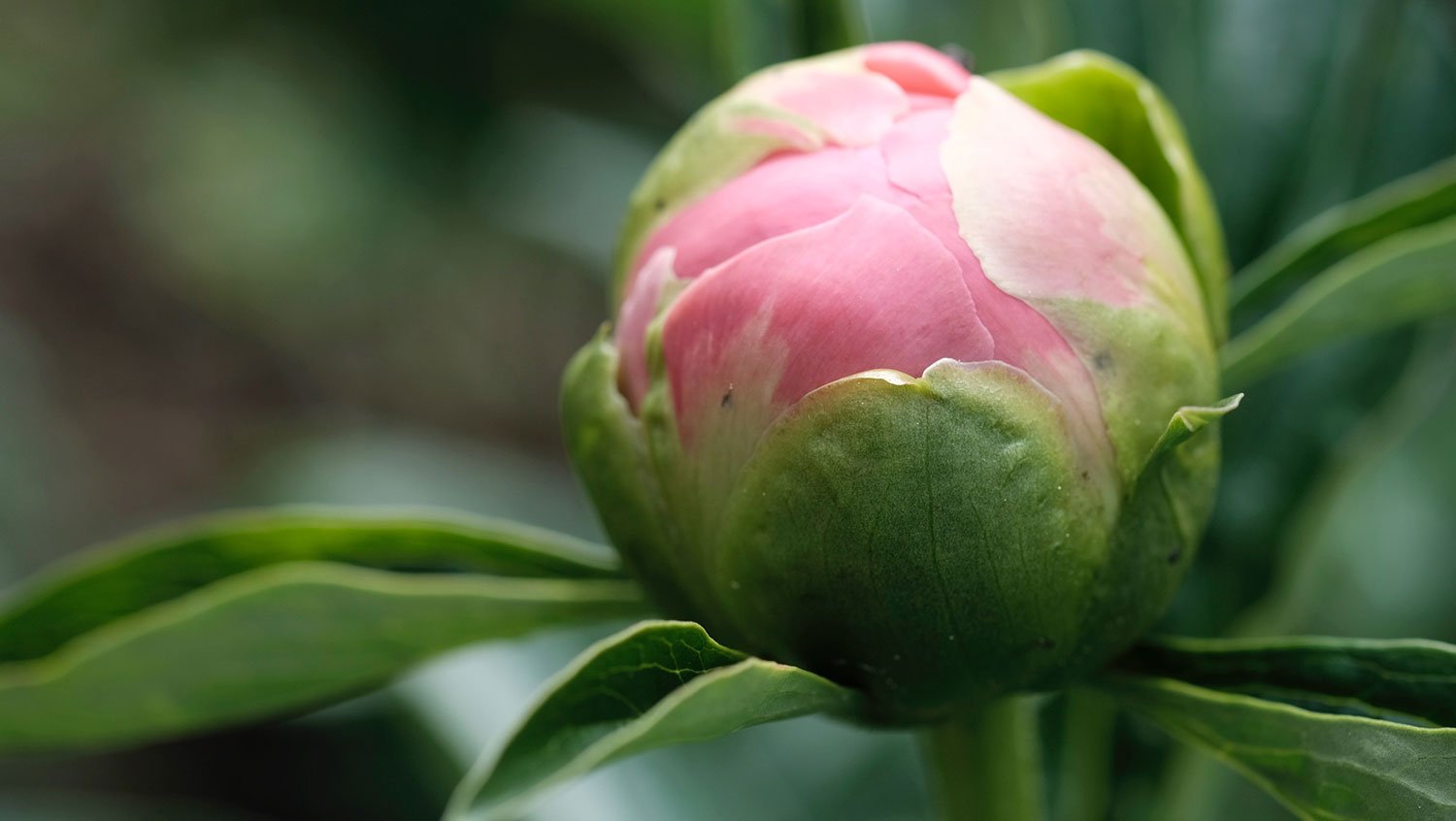 _DSF-P.-OFFICINALIS-ROSEA-PLENA2163