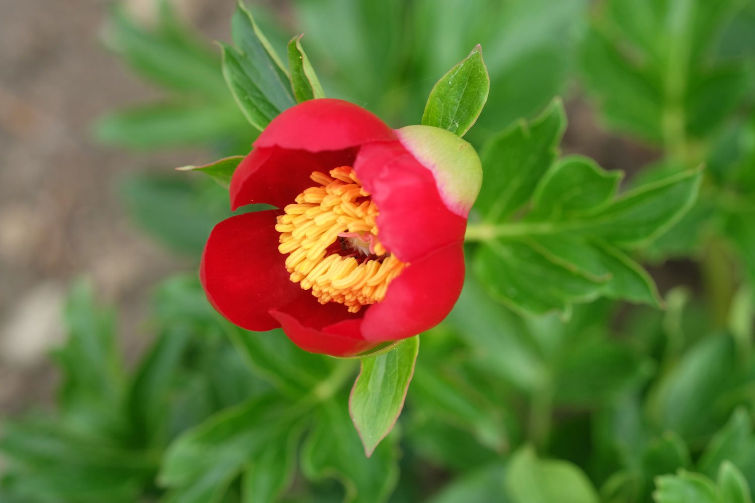 _DSF-P.-OFFICINALIS-SUSP.-OFFICINALIS-RUMÄNIDEN.