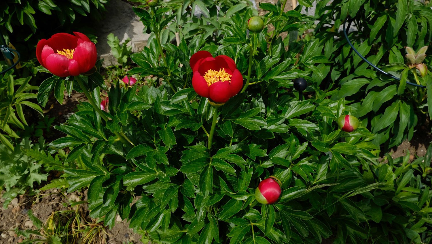 _DSF-P.-OFFICINALIS-SUSP.-OFFICINALIS-RUMÄNIEN-1887