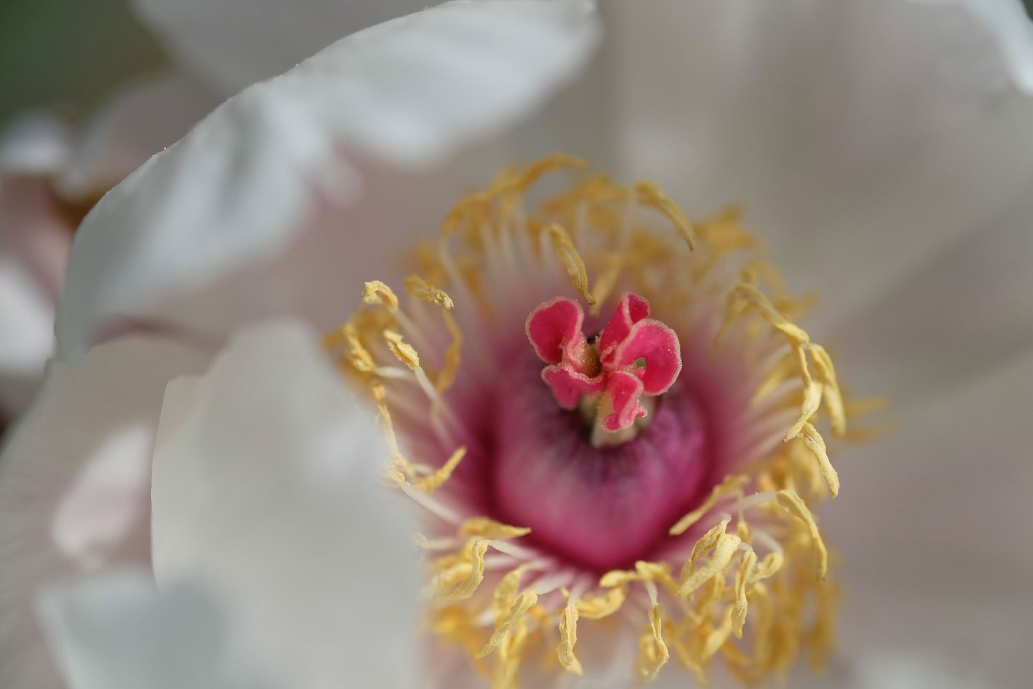 _DSF-P.-OSTIIDSCF5338