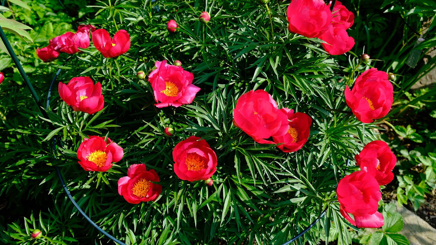 _DSF-P.-PEREGRINA1538