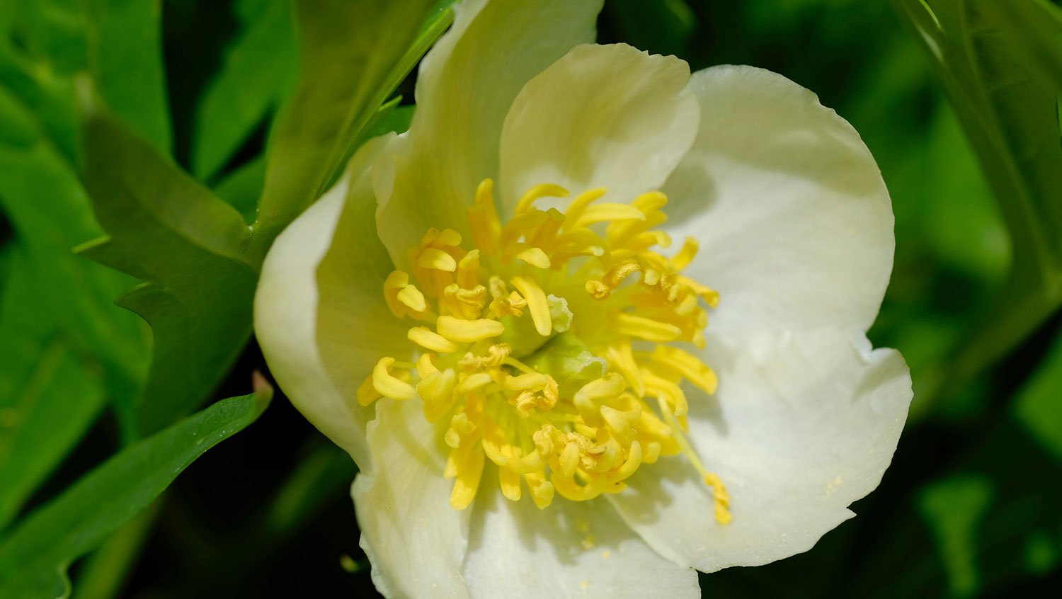 _DSF-P.-PONTANINI-ALBA1791