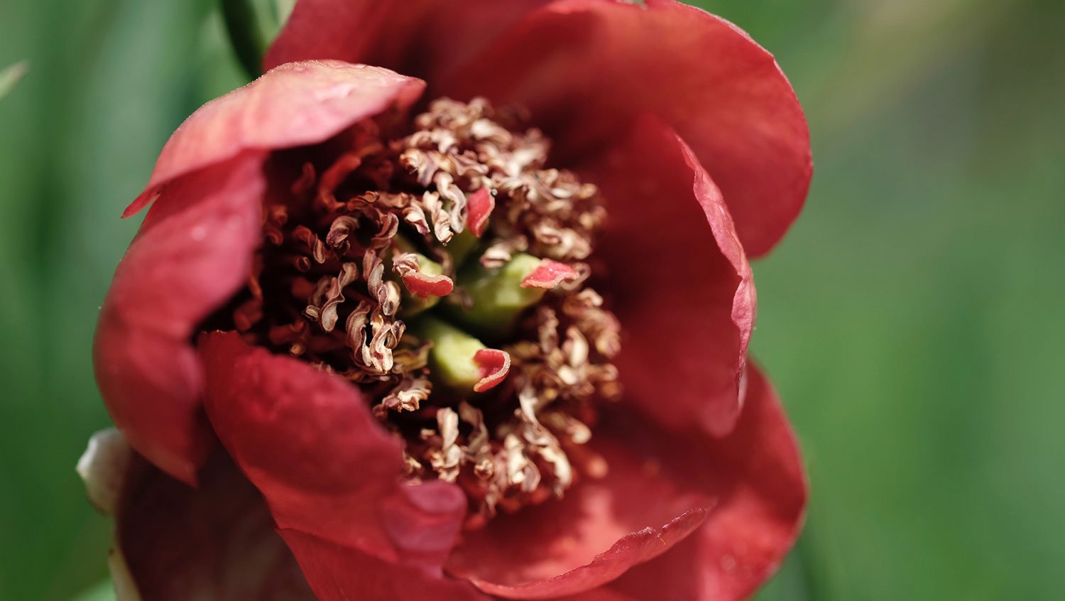 _DSF-P.-PONTANINI-RUBRA--2140