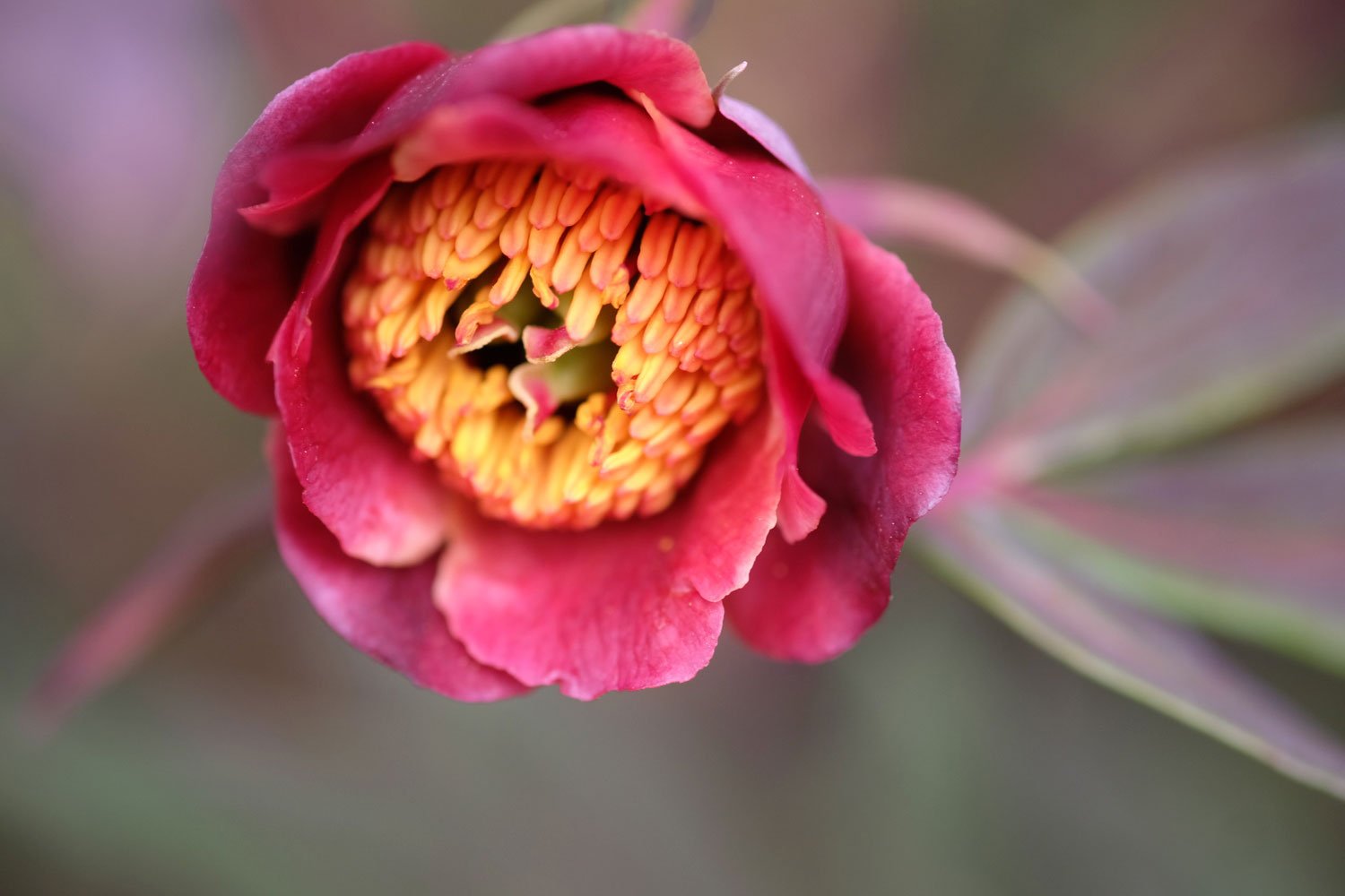 _DSF-P.-PONTANINI-RUBRA+DSCF5905