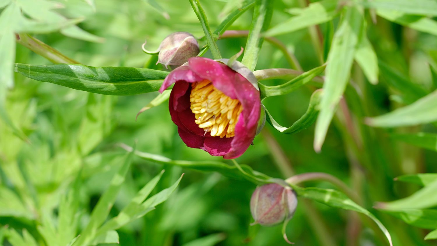 _DSF-P.-PONTANINI-TROLLIOIDES-1794