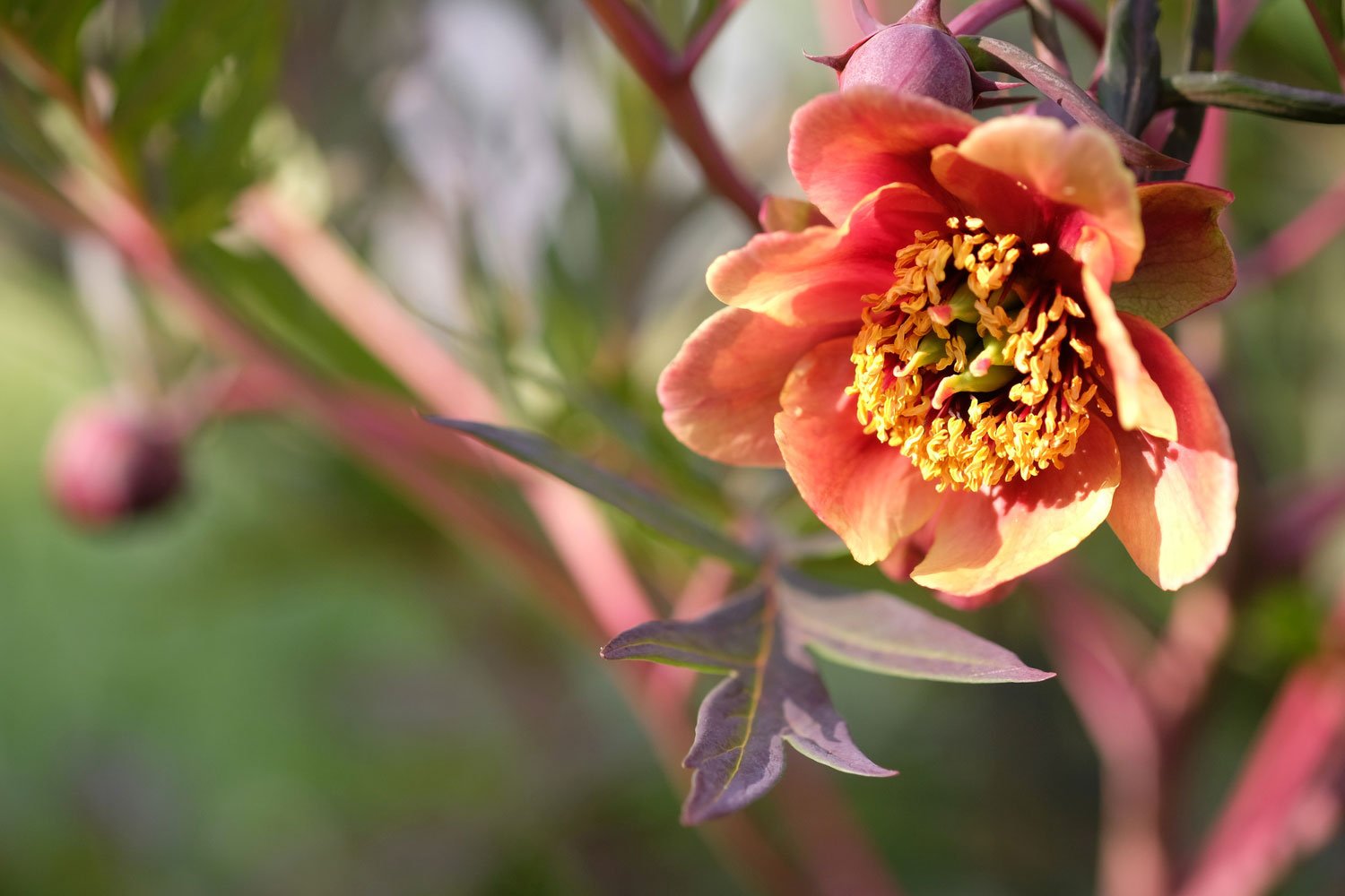 _DSF-P.-PONTANINI+TROLLIOIDES+DSCF5906