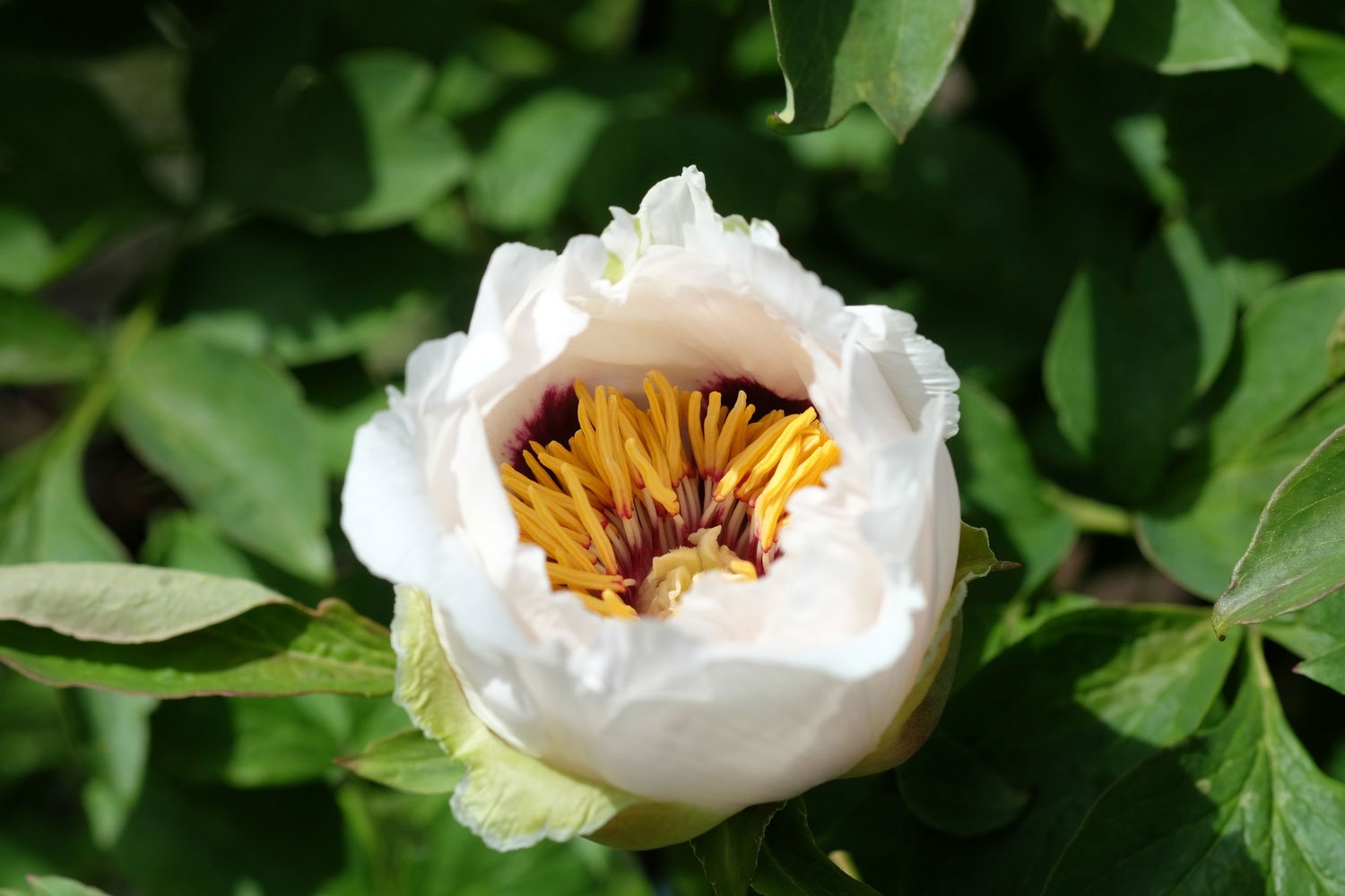 _DSF-P.-ROCKII+URFORM-EX.-CHINA)+DSCF4973