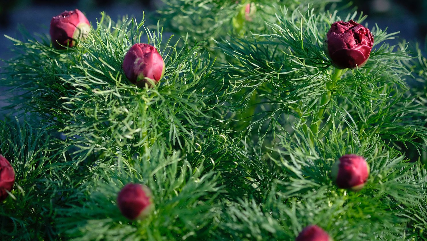 _DSF-P.-TENUIFOLIA-PLENA1232