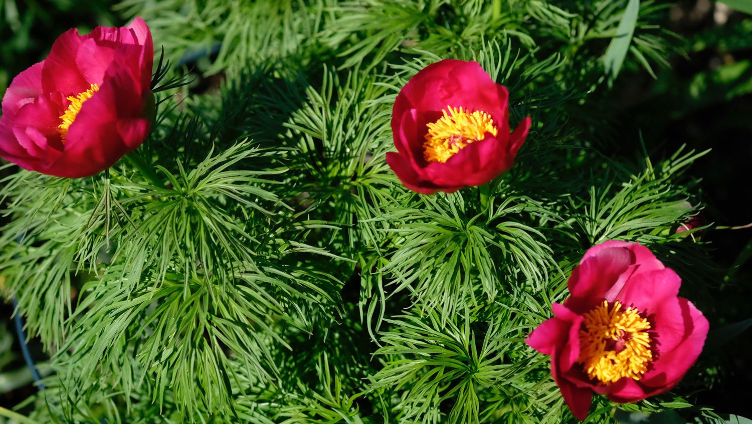 _DSF-P.-TENUIFOLIA1221