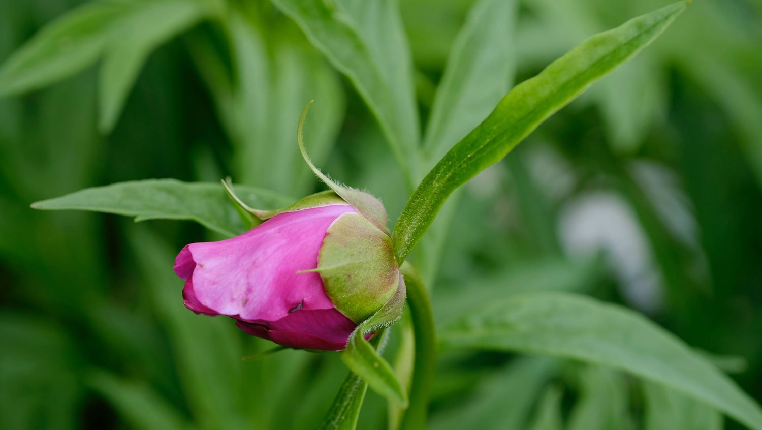 _DSF-P.-VEITCHII-VAR.-WOODWARDII--1807