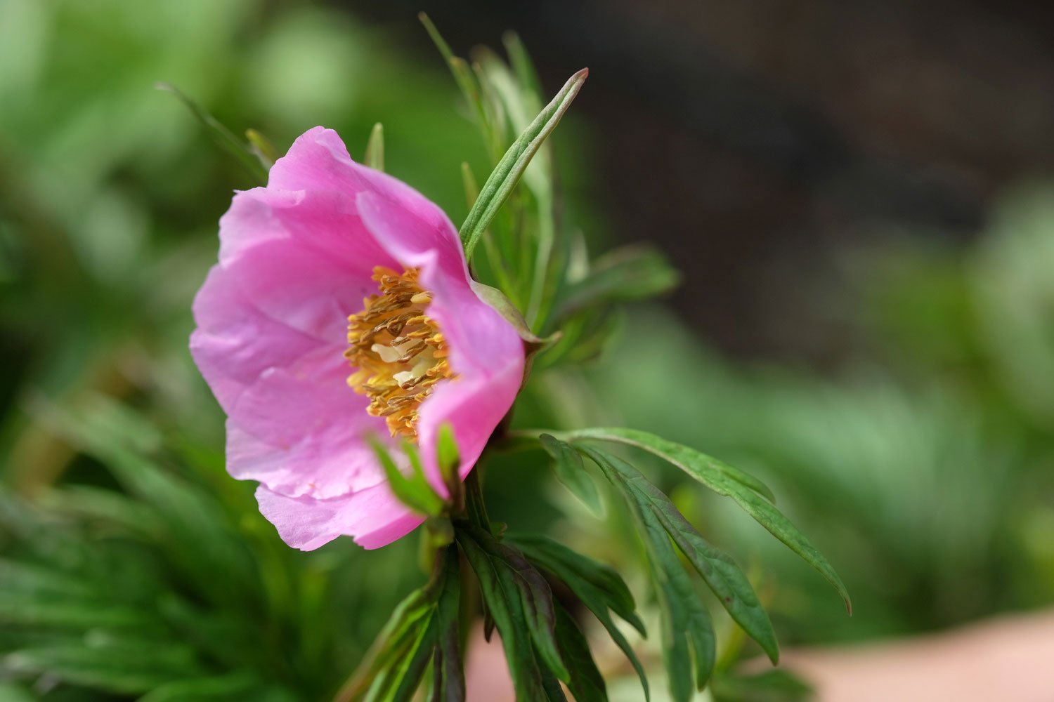 _DSF-P.-VEITVHII-VAR.+WOODWARDII