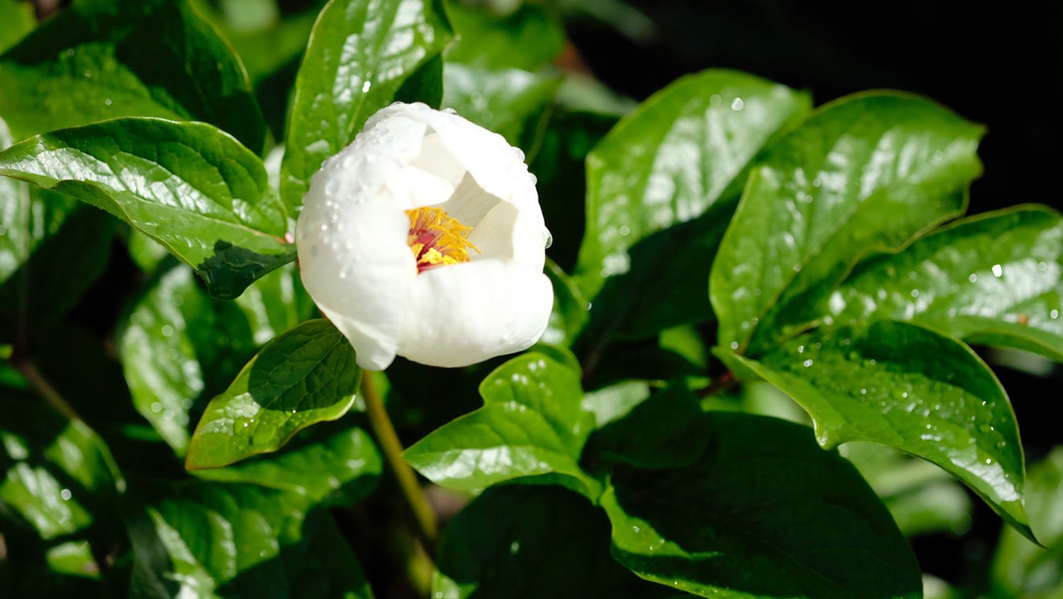 _DSF-P.-WITTMANIANA-VAR.-MARCOPHYLLA1164