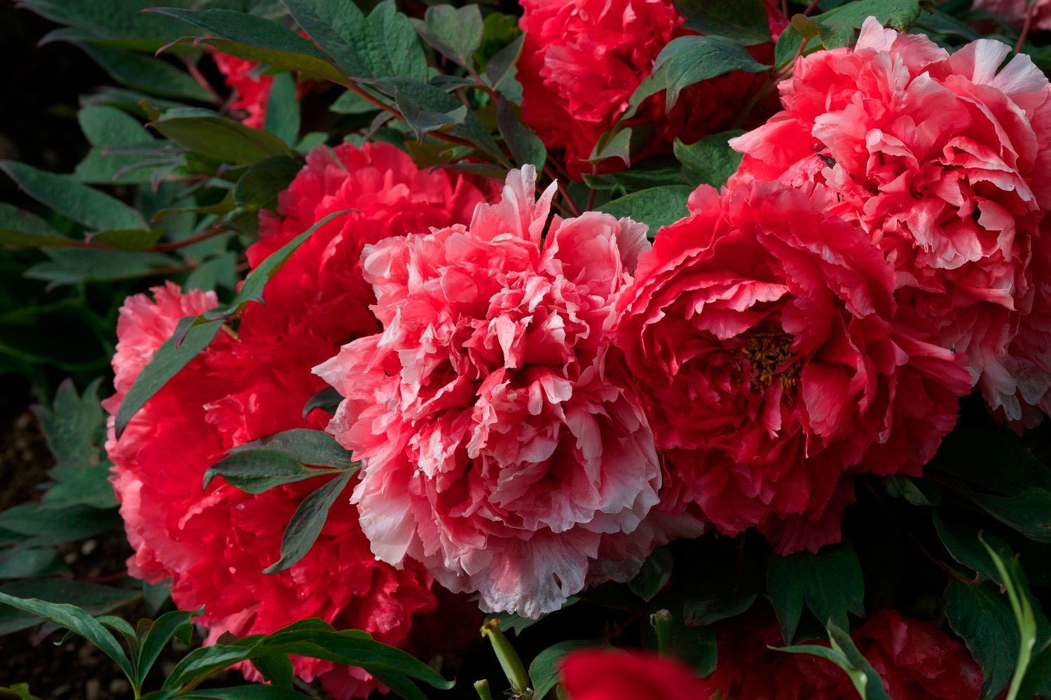 _DSF-REINE-ELISABETH-