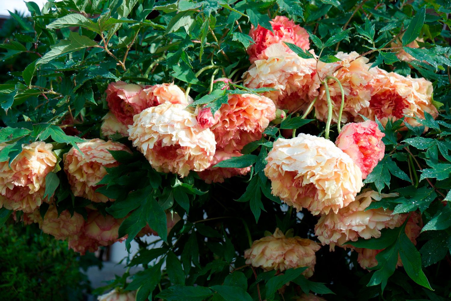 _DSF-SOUVENIR-DE-MAXIME-CORNU+