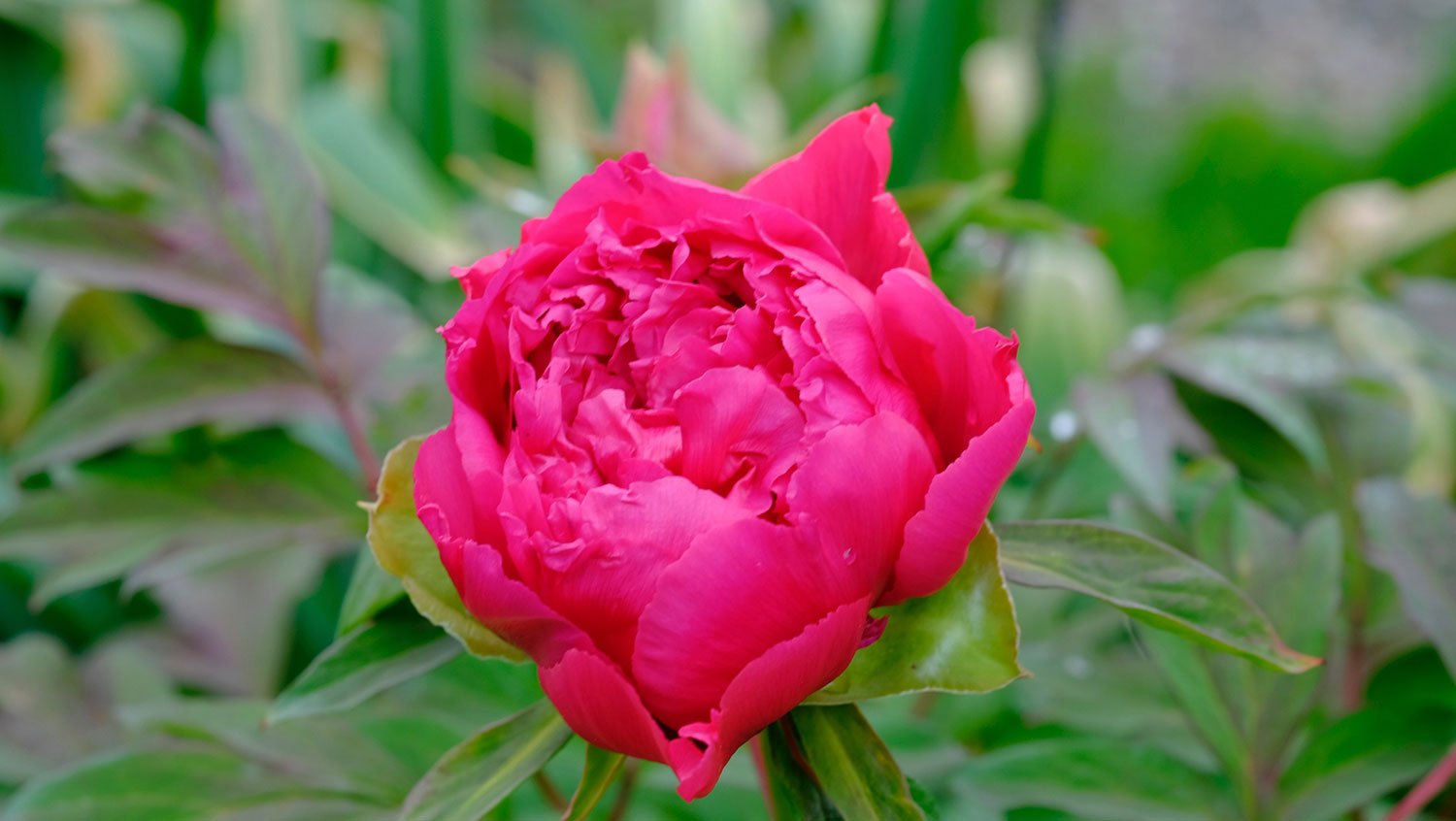 _DSF-Sämling-Sigriswil-1467