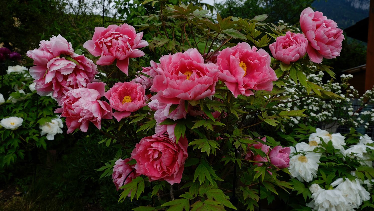 _DSF-Shichfukujin-1909