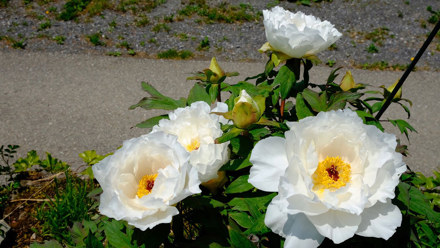 _DSF-Shimane-Hakugan-1575