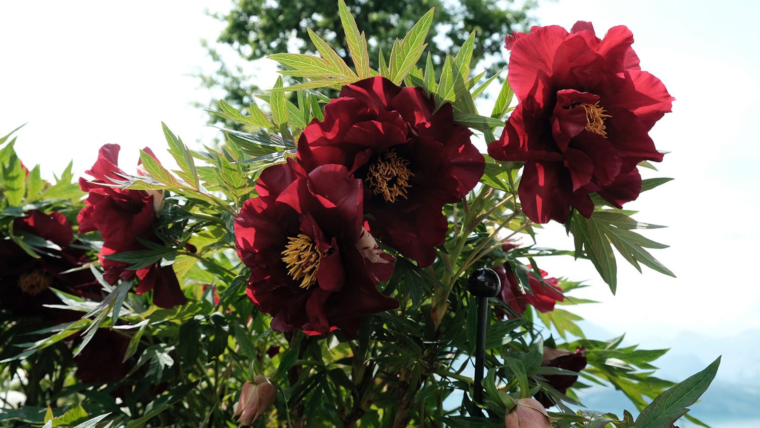 _DSF-Thunderbolt-2043