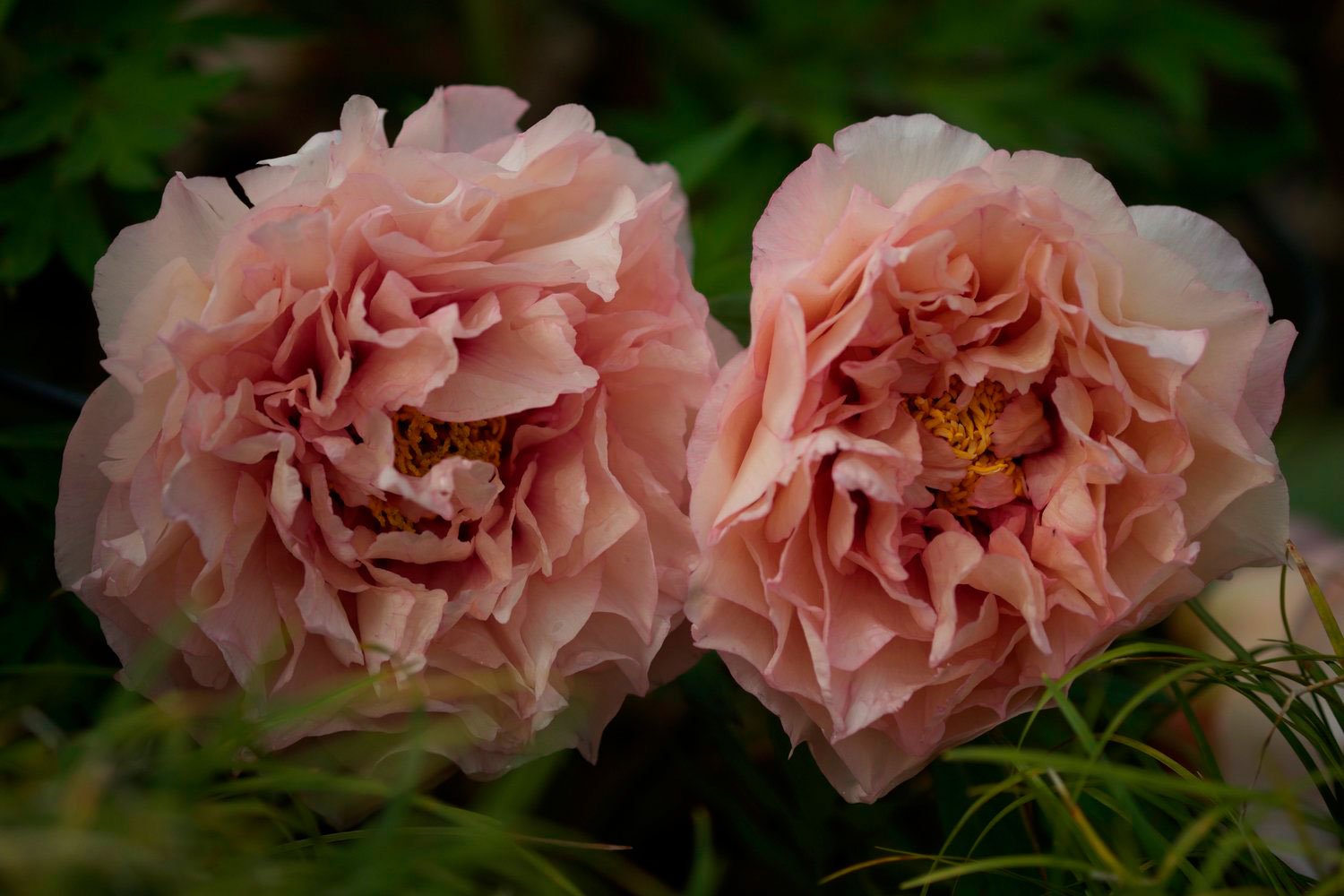 _DSF-WAUCDEAH-PRINCESS