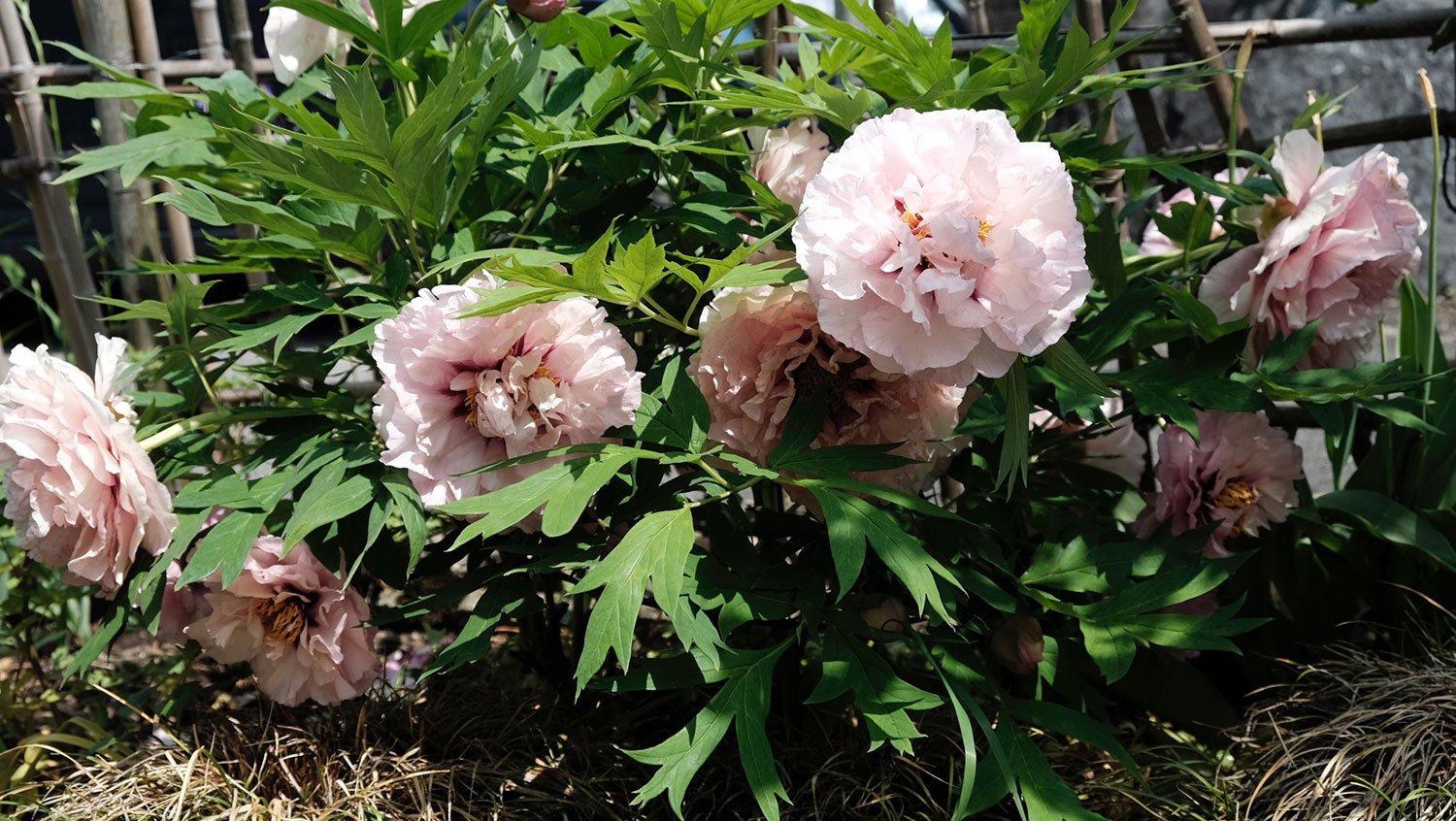 _DSF-Waucdeah-Princess-2036