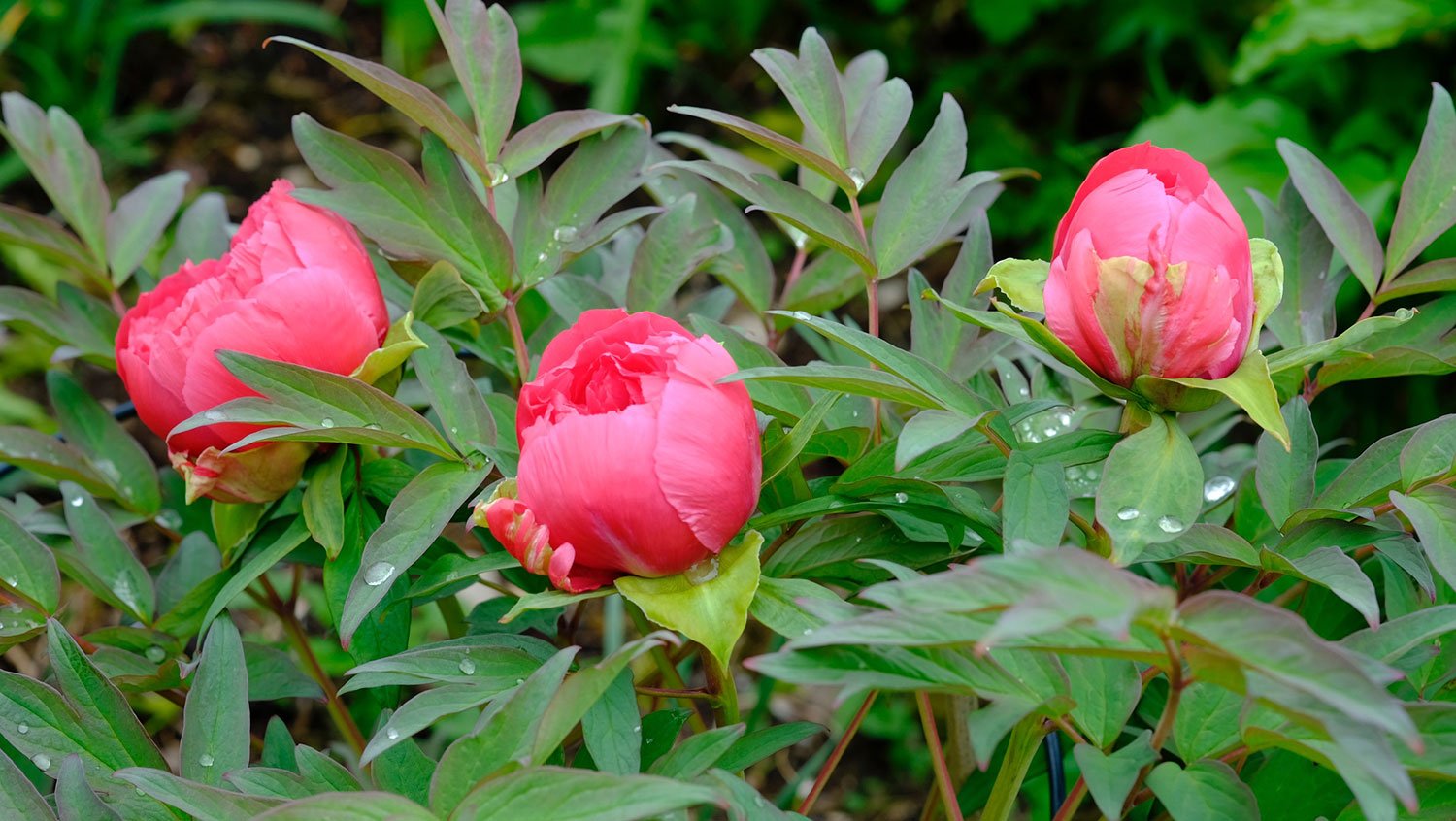 _DSF-Yoyo-no-Homare-1485