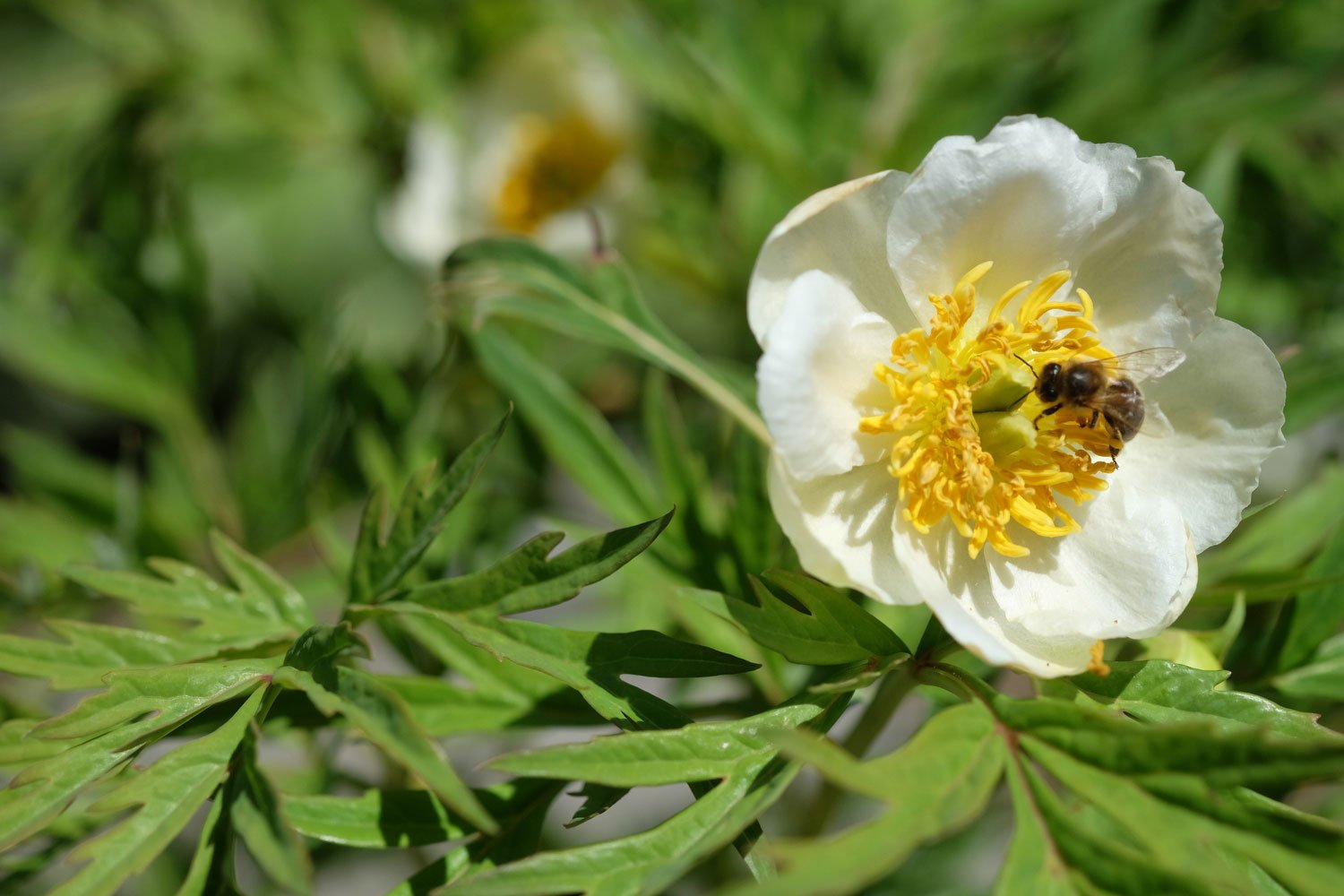 P.+pontanini+alba+DSCF5046